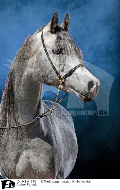 Araber Portrait / arabian horse portrait / HS-01376