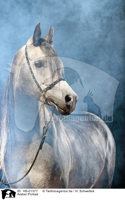 Araber Portrait / arabian horse portrait / HS-01377