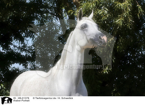 Araber Portrait / arabian horse portrait / HS-01378