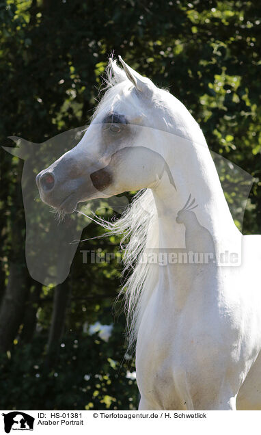 Araber Portrait / arabian horse portrait / HS-01381