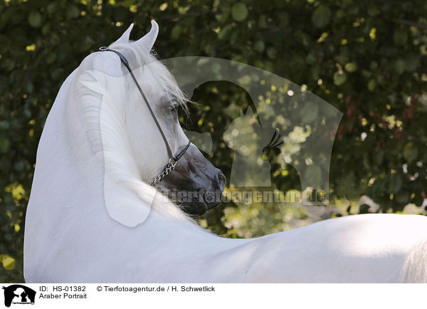 Araber Portrait / arabian horse portrait / HS-01382