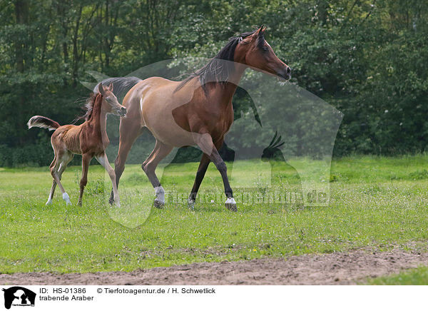 trabende Araber / trotting arabian horses / HS-01386