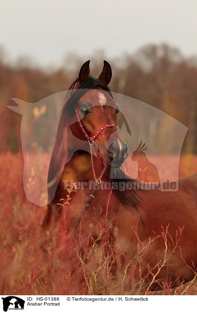 Araber Portrait / arabian horse portrait / HS-01388