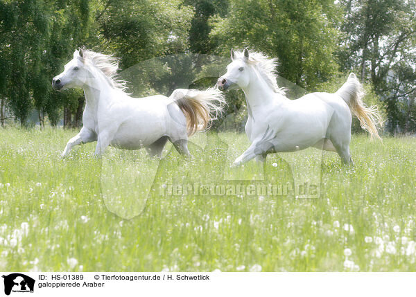 galoppierede Araber / galloping arabian horses / HS-01389