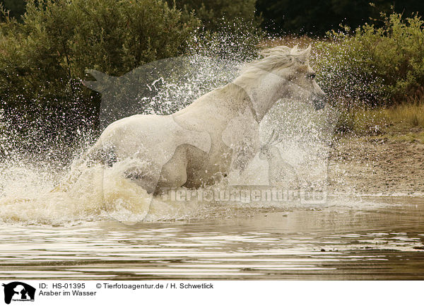 Araber im Wasser / arabian horse in the water / HS-01395