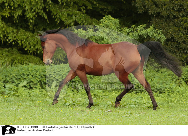 trabender Araber Portrait / trotting arabian horse / HS-01399
