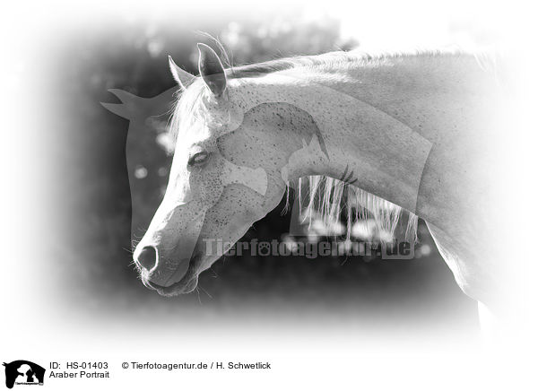 Araber Portrait / HS-01403