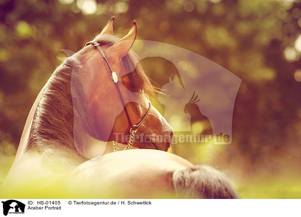 Araber Portrait / HS-01405