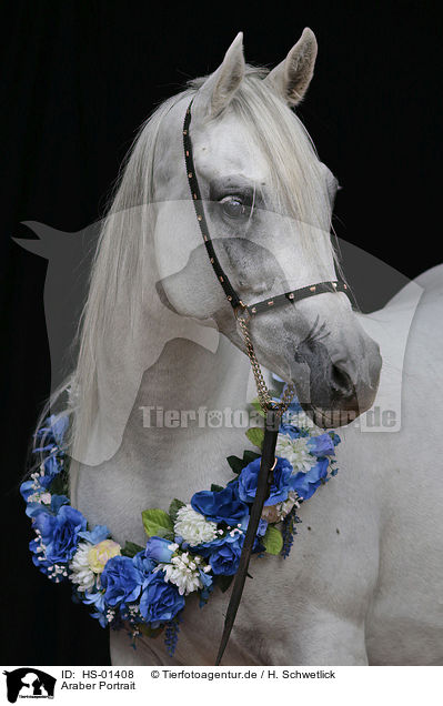 Araber Portrait / arabian horse portrait / HS-01408