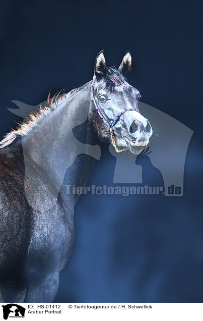 Araber Portrait / arabian horse portrait / HS-01412
