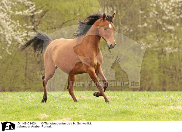 trabender Araber Portrait / trotting arabian horse / HS-01424