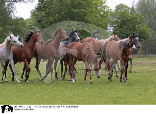trabende Araber / trotting arabian horses / HS-01426