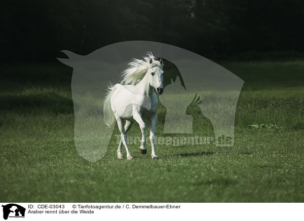Araber rennt ber die Weide / Arabian horse runs over the meadow / CDE-03043