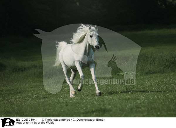 Araber rennt ber die Weide / Arabian horse runs over the meadow / CDE-03044