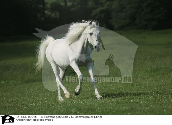 Araber rennt ber die Weide / Arabian horse runs over the meadow / CDE-03045