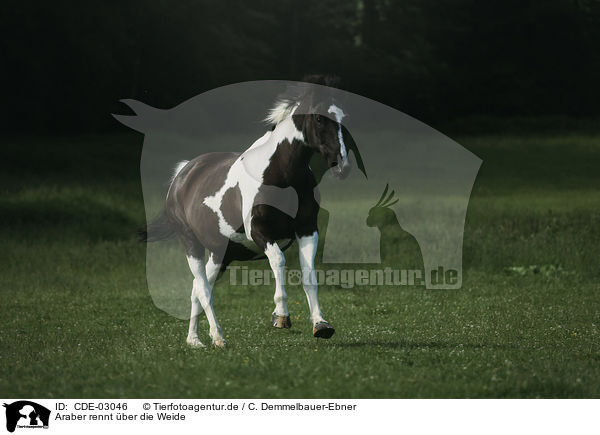 Araber rennt ber die Weide / Arabian horse runs over the meadow / CDE-03046
