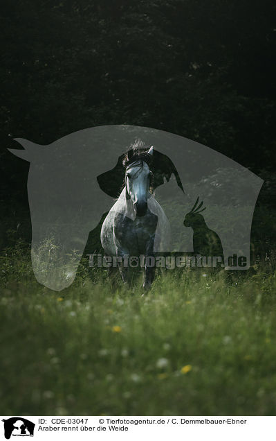 Araber rennt ber die Weide / Arabian horse runs over the meadow / CDE-03047