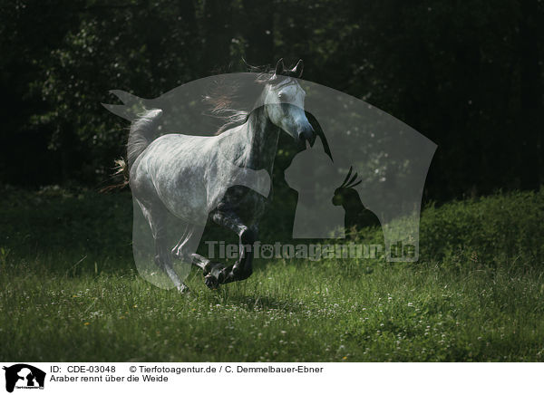 Araber rennt ber die Weide / Arabian horse runs over the meadow / CDE-03048