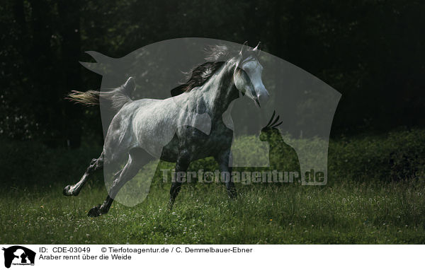 Araber rennt ber die Weide / Arabian horse runs over the meadow / CDE-03049