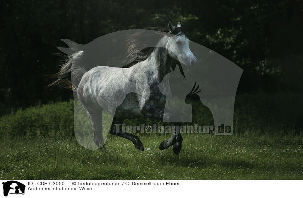 Araber rennt ber die Weide / Arabian horse runs over the meadow / CDE-03050