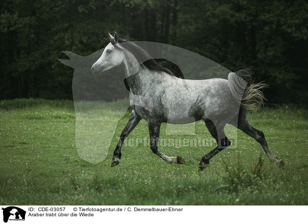 Araber trabt ber die Wiede / arabian horse runs over the meadow / CDE-03057