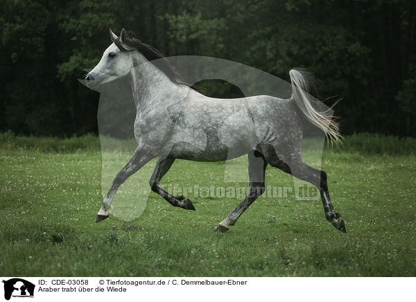 Araber trabt ber die Wiede / arabian horse runs over the meadow / CDE-03058