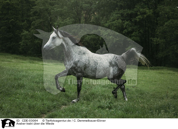Araber trabt ber die Wiede / arabian horse runs over the meadow / CDE-03064