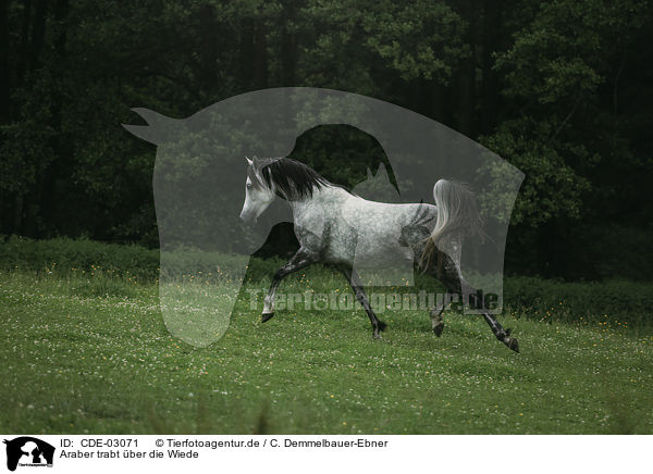 Araber trabt ber die Wiede / arabian horse runs over the meadow / CDE-03071