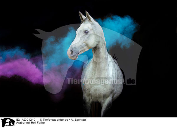 Araber mit Holi Farbe / AZ-01240