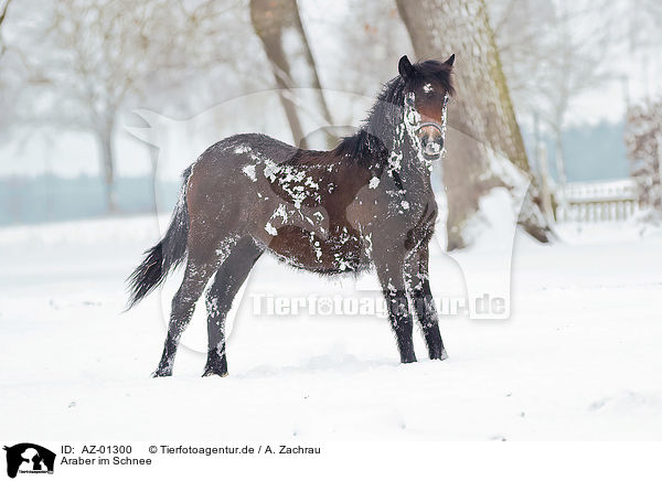 Araber im Schnee / AZ-01300