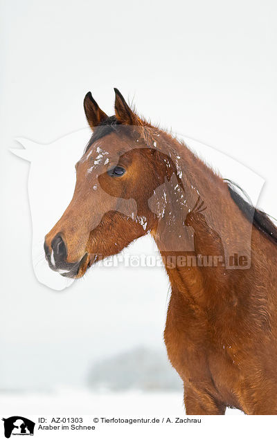 Araber im Schnee / AZ-01303