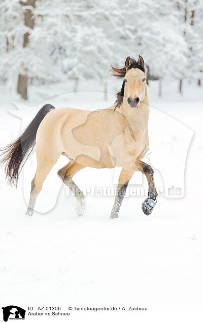 Araber im Schnee / AZ-01306