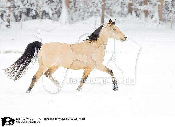 Araber im Schnee / AZ-01307