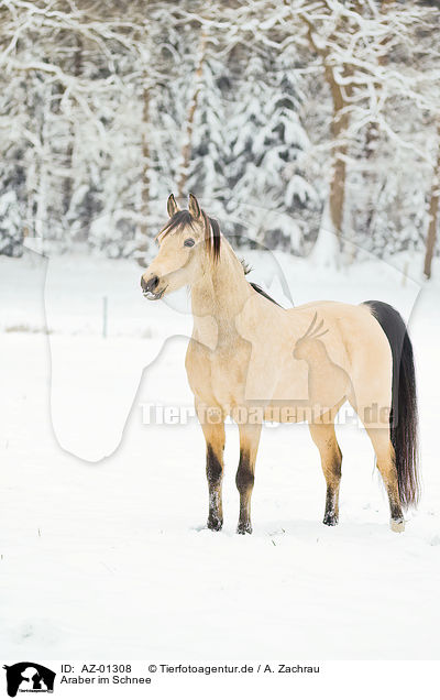 Araber im Schnee / AZ-01308