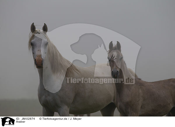 Araber / arabian horses / JM-02874