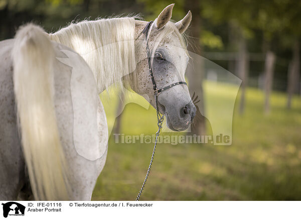 Araber Portrait / arabian horse portrait / IFE-01116