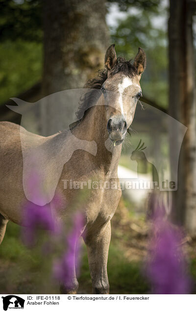 Araber Fohlen / IFE-01118
