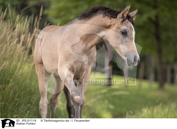 Araber Fohlen / IFE-01119