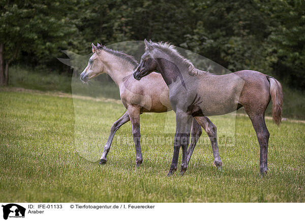 Araber / arabian horses / IFE-01133