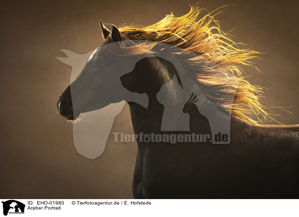 Araber Portrait / arabian horse portrait / EHO-01980