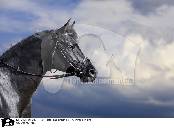 Araber Hengst / arabian stallion / ALK-01257