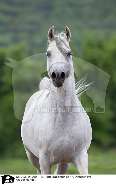 Araber Hengst / arabian stallion / ALK-01260