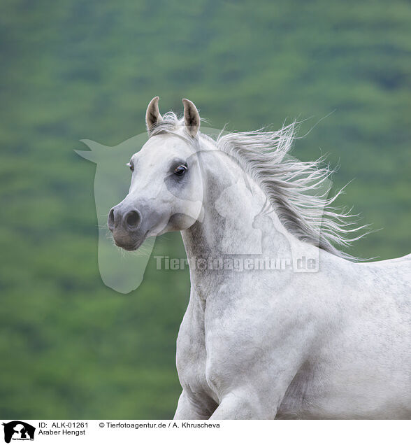 Araber Hengst / arabian stallion / ALK-01261