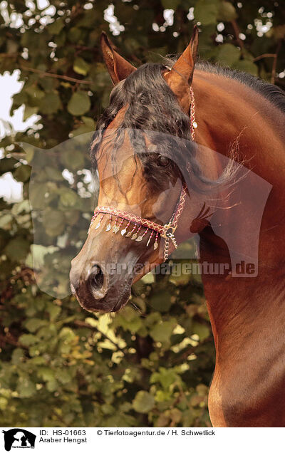 Araber Hengst / arabian stallion / HS-01663