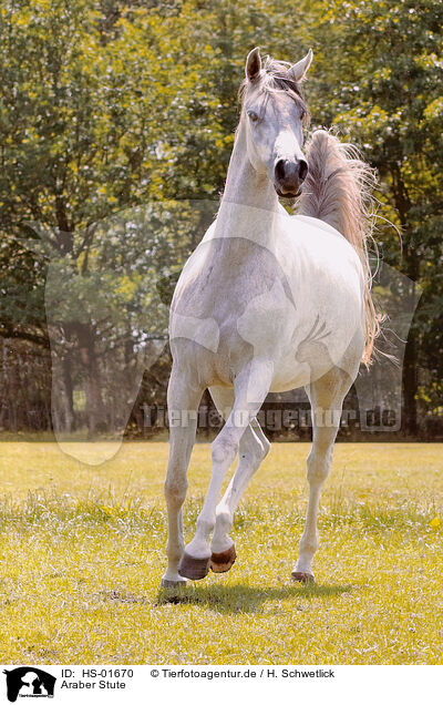 Araber Stute / arabian mare / HS-01670