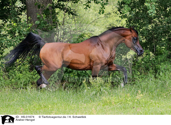 Araber Hengst / arabian stallion / HS-01674