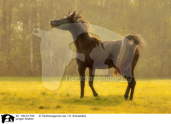 junger Araber / HS-01709