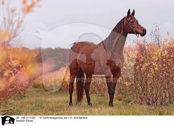 Araber Stute / HS-01726