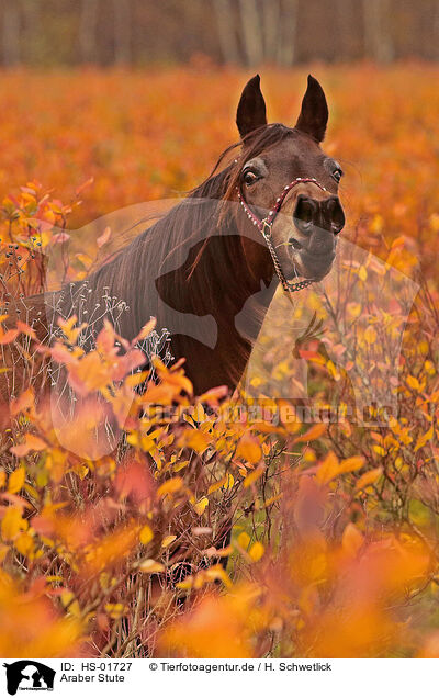 Araber Stute / HS-01727
