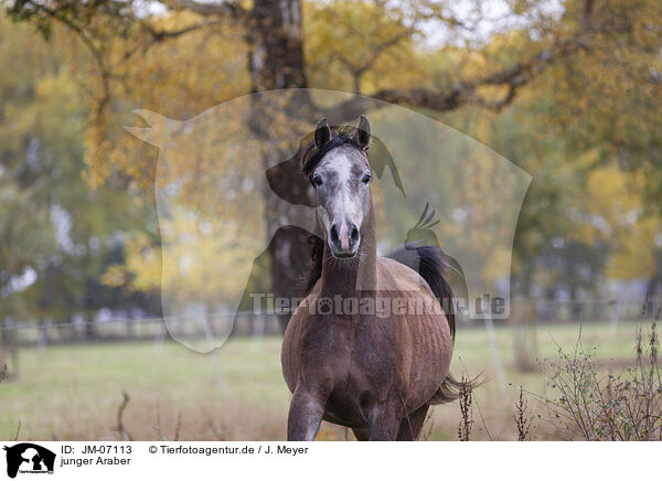 junger Araber / young arabian horse / JM-07113